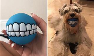 When Pets Look Comically Scary – 16 Funny Pics