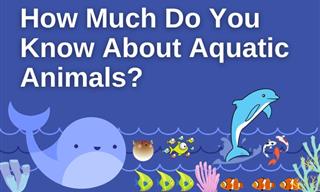 QUIZ: How Much Do You Know About Aquatic Animals?