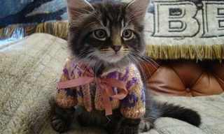 Cats Were Meant for Sweaters...