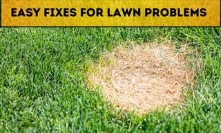 Your Guide to Identifying 9 Common Lawn Issues