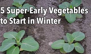 5 Vegetables You Can Start This Winter For a Quick Yield