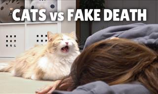 Will a Cat Care If You Die? A Funny Experiment
