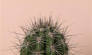 Why Are Cacti Prickly? The Answer Will Surprise You