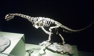 The Chilesaurus Could Be the Missing Link