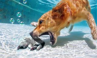 Amazing Animal Rescues 2025