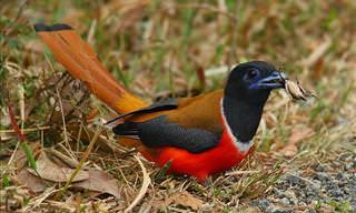 India's 5 Most Beautiful Birds