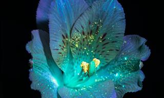 10 UV-Light Flower Portraits by Debora Lombardi
