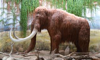 Reviving Mammoths? Yes, It's Possible.