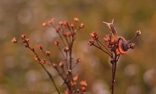 Enjoy 10 Photos of Cute Snails by This Polish Photographer
