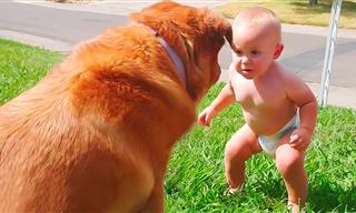 Dogs and Babies Become Best Friends