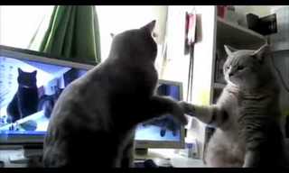 Cats Playing Paddy Cakes - Hilarious Video!
