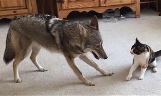 Adorable - Coyote and Cat Play-Fight Each Other