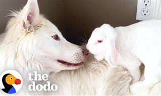 This Dog and Bunny Are Basically a Brother-Sister Duo