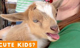 Cutest Baby Goat Video Ever