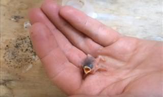 Say Hello to the Tiniest Bird You'll Ever See...