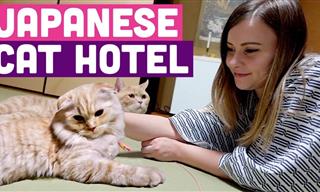 A Night in a Japanese Cat Hotel