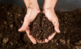 An Express Guide to Plant Fertilizers