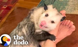This Cute Opossum Is a Real Love Bug!