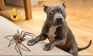 The Cutest Animal Videos of 2026