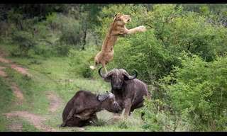 Wildlife Encounter Between Bull and Lion