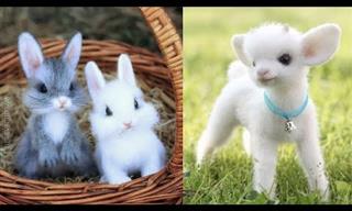 It’s Baby Animal Compilation Time!