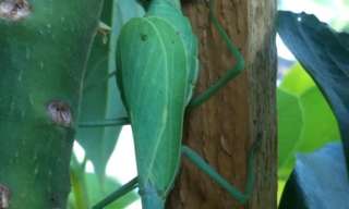 The Birth of the Praying Mantis - Fascinating!