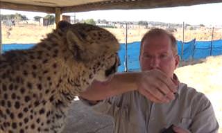 This Brave Soul Lets a Cheetah Lick His Arm For Science!