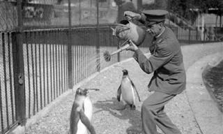 These Vintage Photographs of Animals Are Such a Delight!