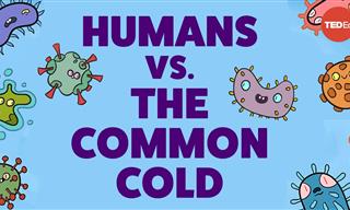 Why is It So Hard to Cure the Common Cold?