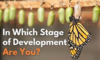 QUIZ: Are You Larva, Cocoon, or Butterfly?