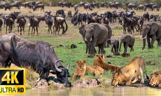 The Last Migration: An Incredible Nature Documentary