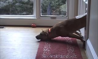Hilarious Compilation: Dogs Who Fail at Being Dogs