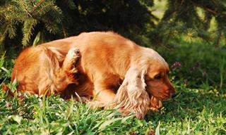 6 Home Remedies to Keep Your Dog from Scratching