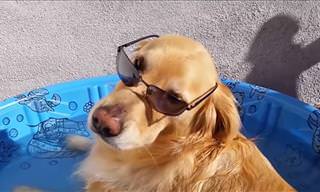 Watch These Pets Enjoy the Summer Months