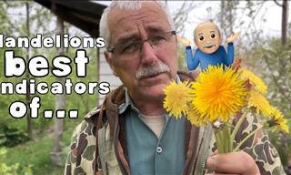 Useful to Know - Why You Have Dandelions in Your Garden