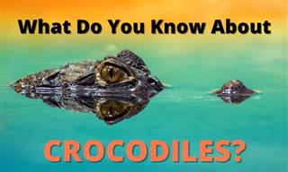 Trivia: WDYK About Crocodiles?