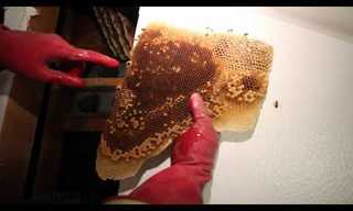 Gently Removing 50,000 Bees - Amazing!