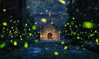 9 Magical Firefly Viewing Locations Around the World