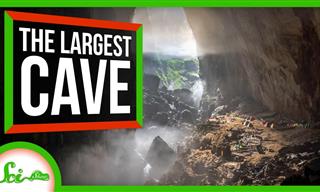 This Cave In Vietnam Is So Big It Has Its Own Rainforests!