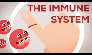 How Your Immune System Works