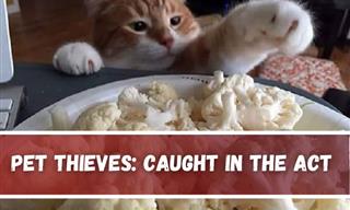 These Sneaky Pets Are Master Food Stealers - 15 Funny Pics