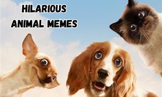 These Memes Prove Animals Can Always Make Us Laugh
