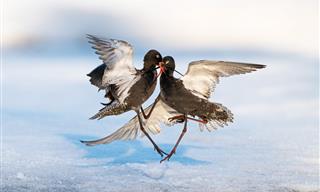 11 Unforgettable Photos of Jaw-Dropping Avian Maneuvers