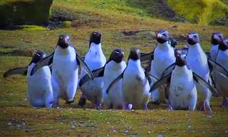 Laughter is Contagious: Watch These Penguins Crack You Up