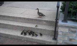 Little Ducklings Encounter the Stairs...