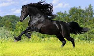These Horses All Have the Most Amazing Hair!