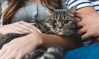 Link Found Between Cats and Alzheimer's?
