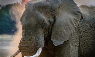 How Can Elephants Help us Fight Cancer