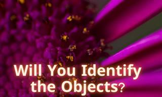 QUIZ: Identify the Zoomed-In Objects!