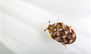 Carpet Beetles: What They Are and How to Get Rid of Them